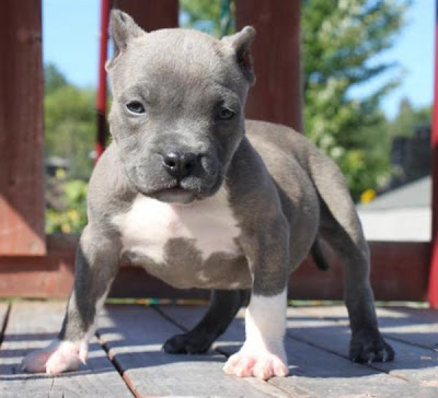 American Staffordshire Terrier Puppy