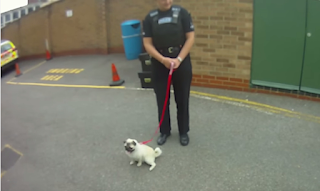 Η αντίδραση ενός κλεμμένου σκύλου όταν επιστρέφεται στην ιδιοκτήτρια του (video)