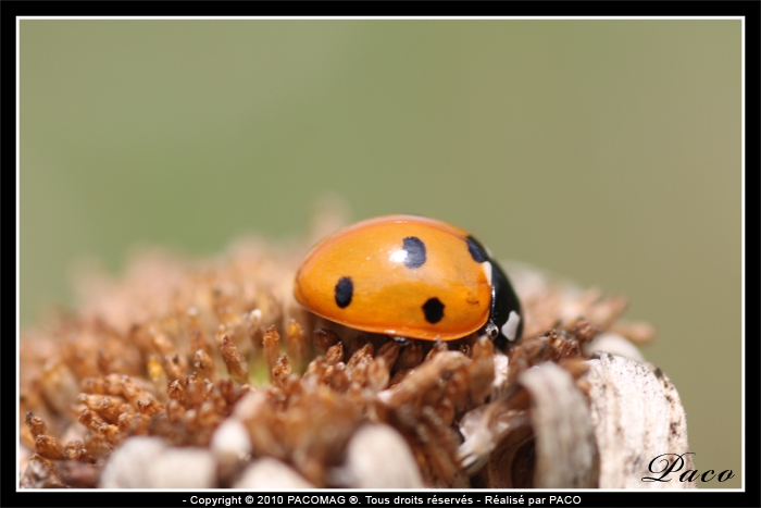 macro de coccinelle par paco artiste peintre illustrateur graphiste