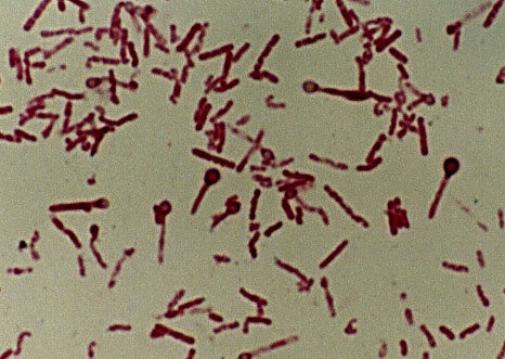 GENERO BACTERIAS genero bacterias:
