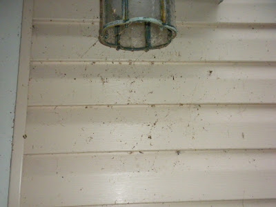 poop spider side just house