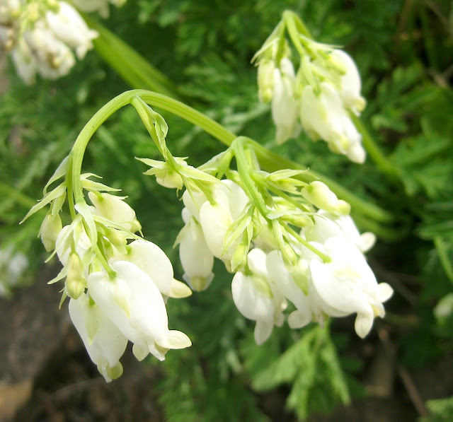 Dicentra formosa alba