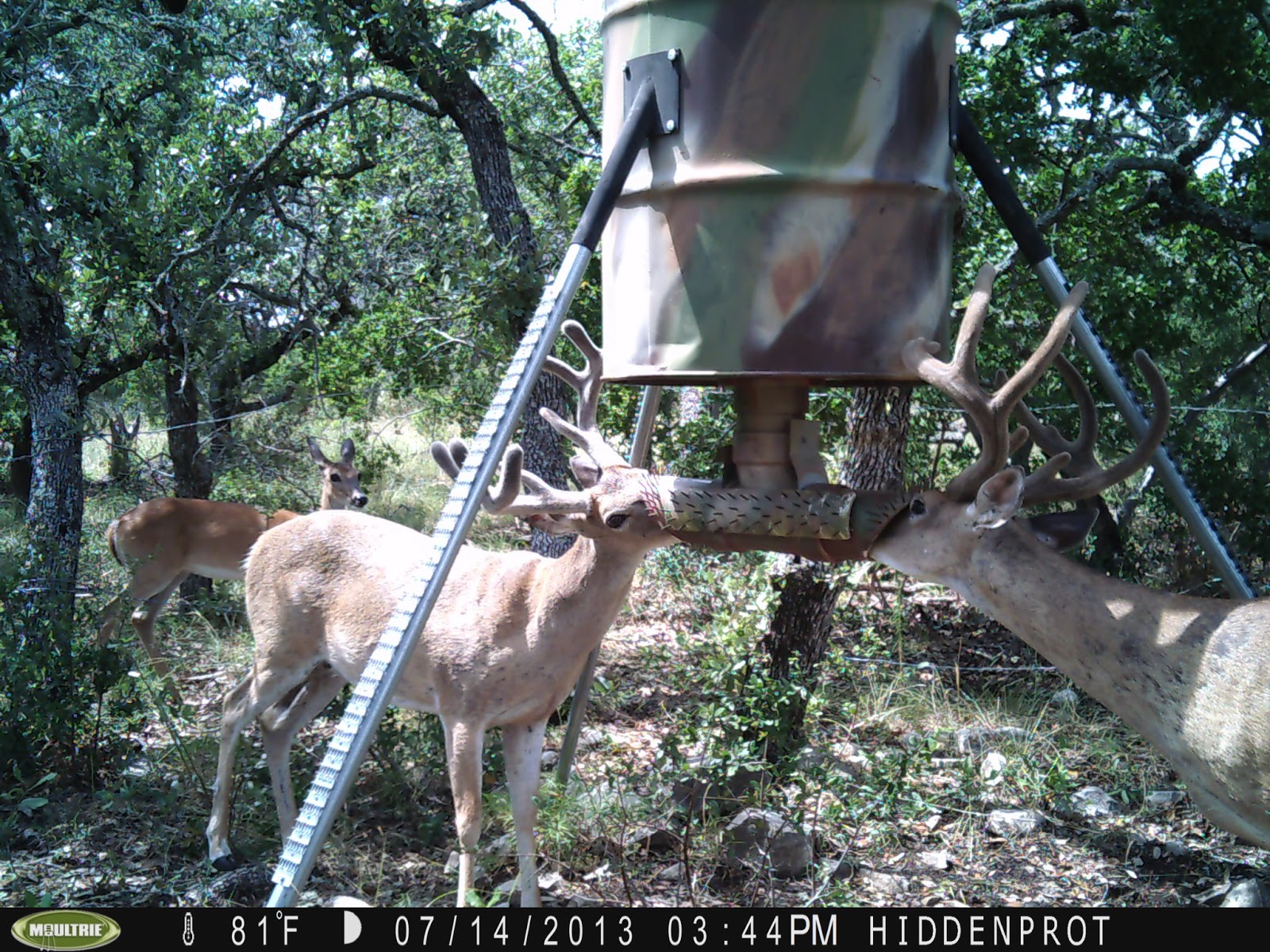 Texasnative00 Hunting And Product Reviews Cull White Tail Deer