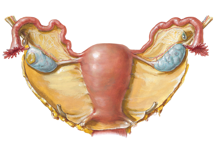 MedView Medical Imaging Consultancy Info Page: Hysterosalphingography (HSG)