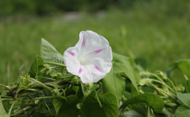 Morning Glory Flowers Pictures