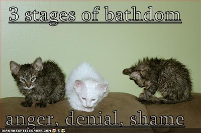 Cat funny picture