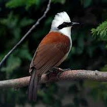 Ragam Burung Walik Jbbkicau