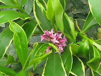 Daphne odora 'Aureomarginata'
