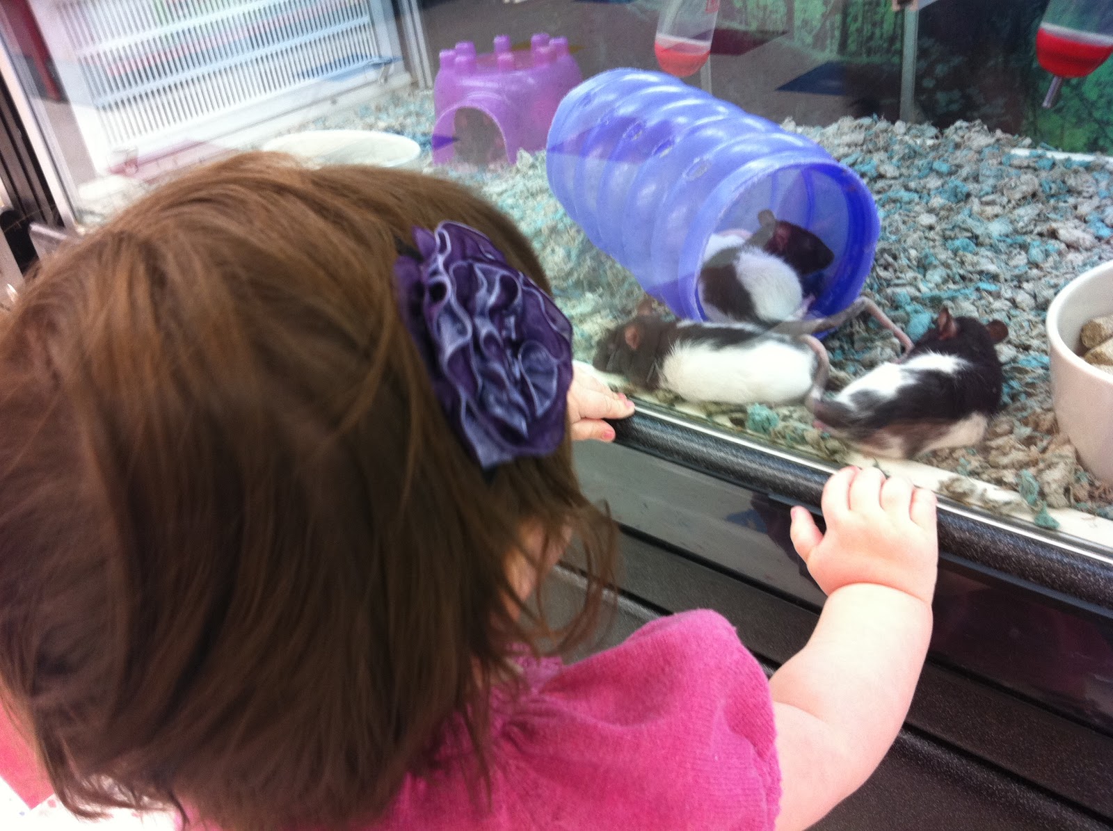 Utah County Mom Petco in Orem
