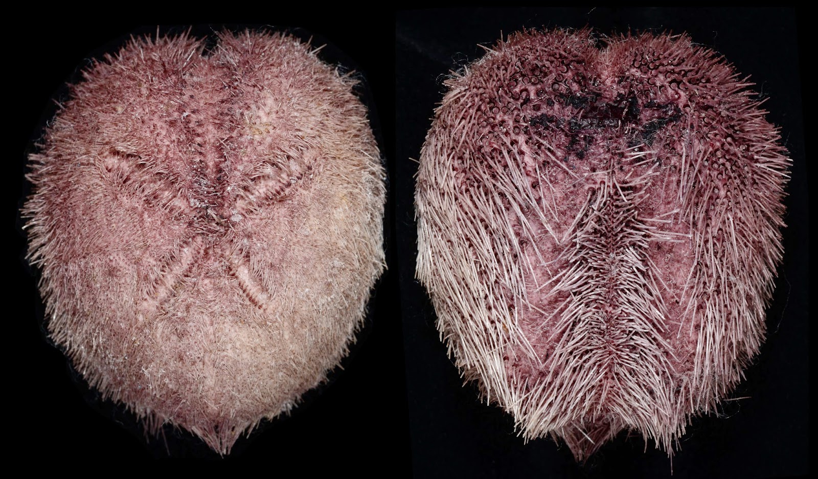 Pericosmus keiensis , aboral and oral side view.
