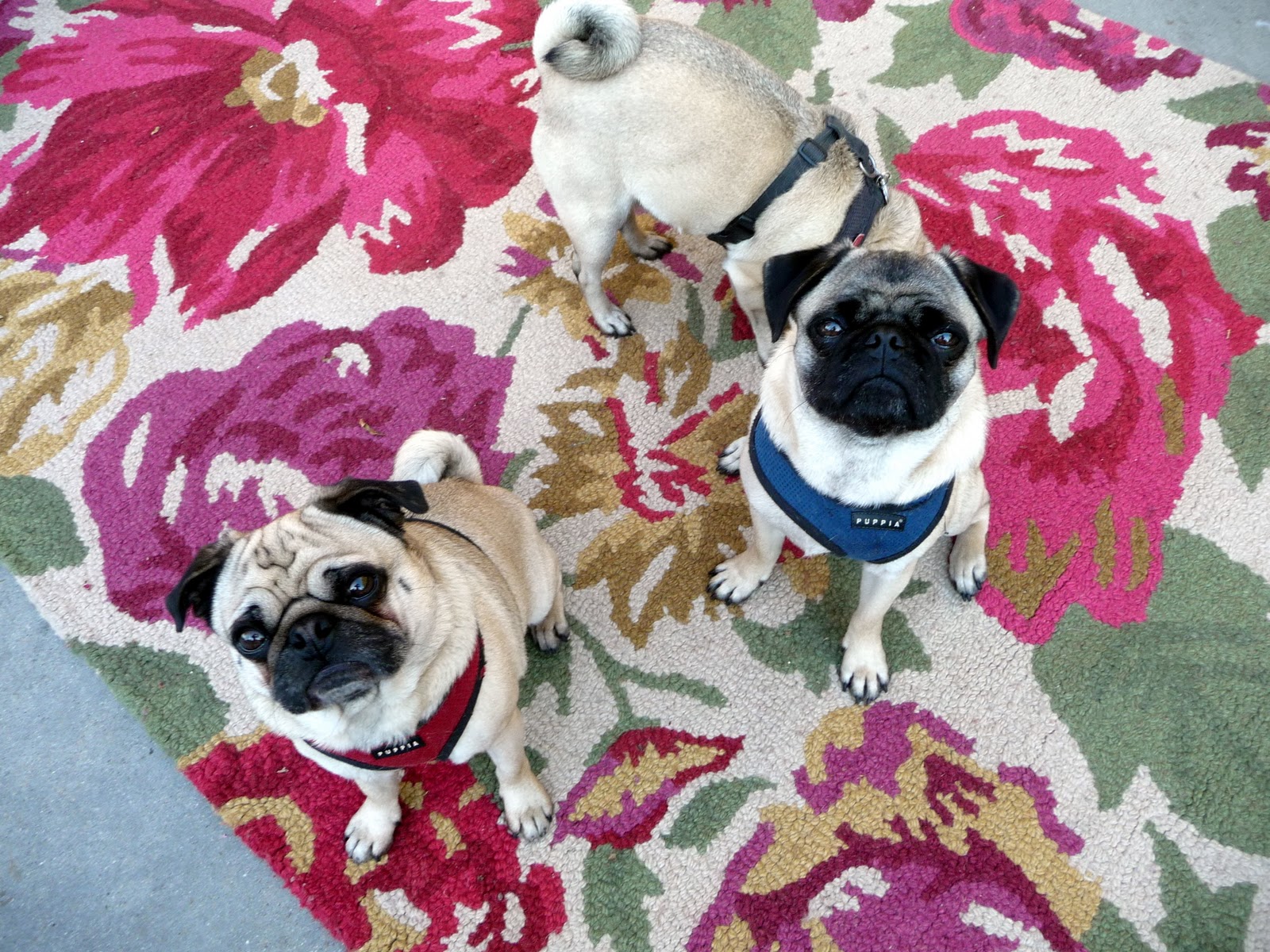 Teapots and Polka Dots Pugs on a Rug
