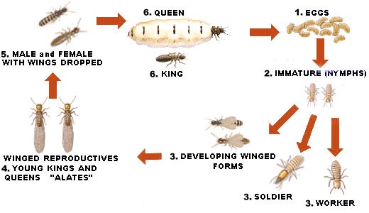 Manajemen Rayap Metamorfosis Rayap