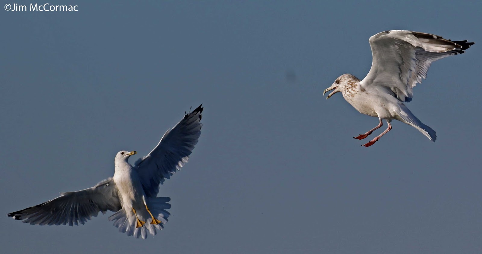 Ohio Birds and Biodiversity Gulls in flight