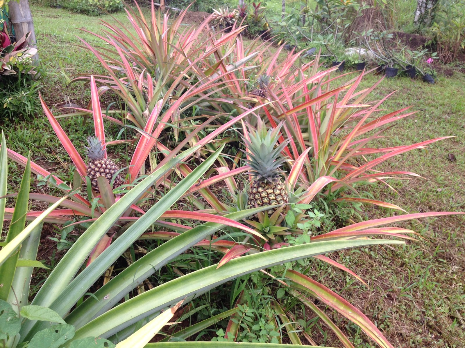 Costa Rica Invest Pineapple growing in the Nursery in NatureWalk