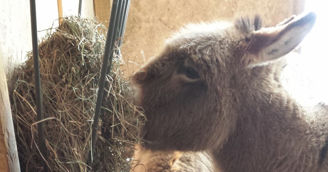 My Miniature Donkeys Hay Feeder Addendum
