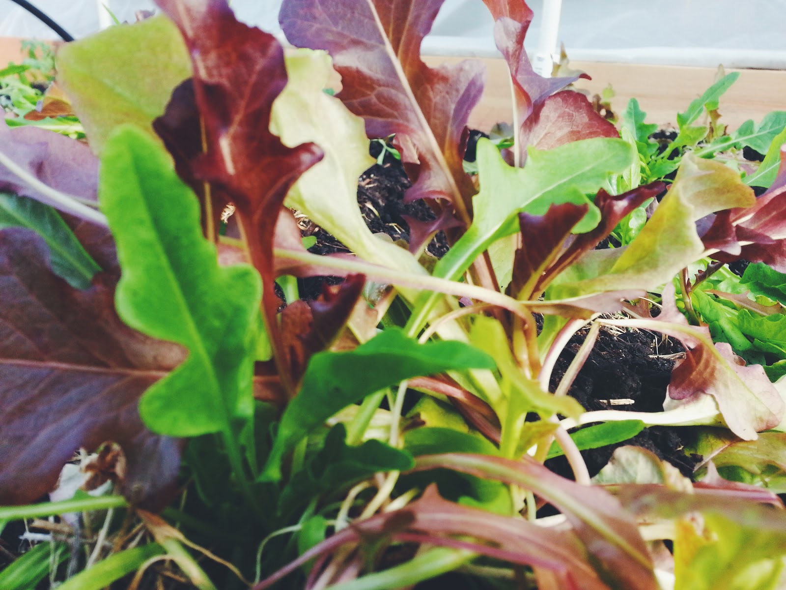 From Wine Country, With Love Raised Lettuce Bed