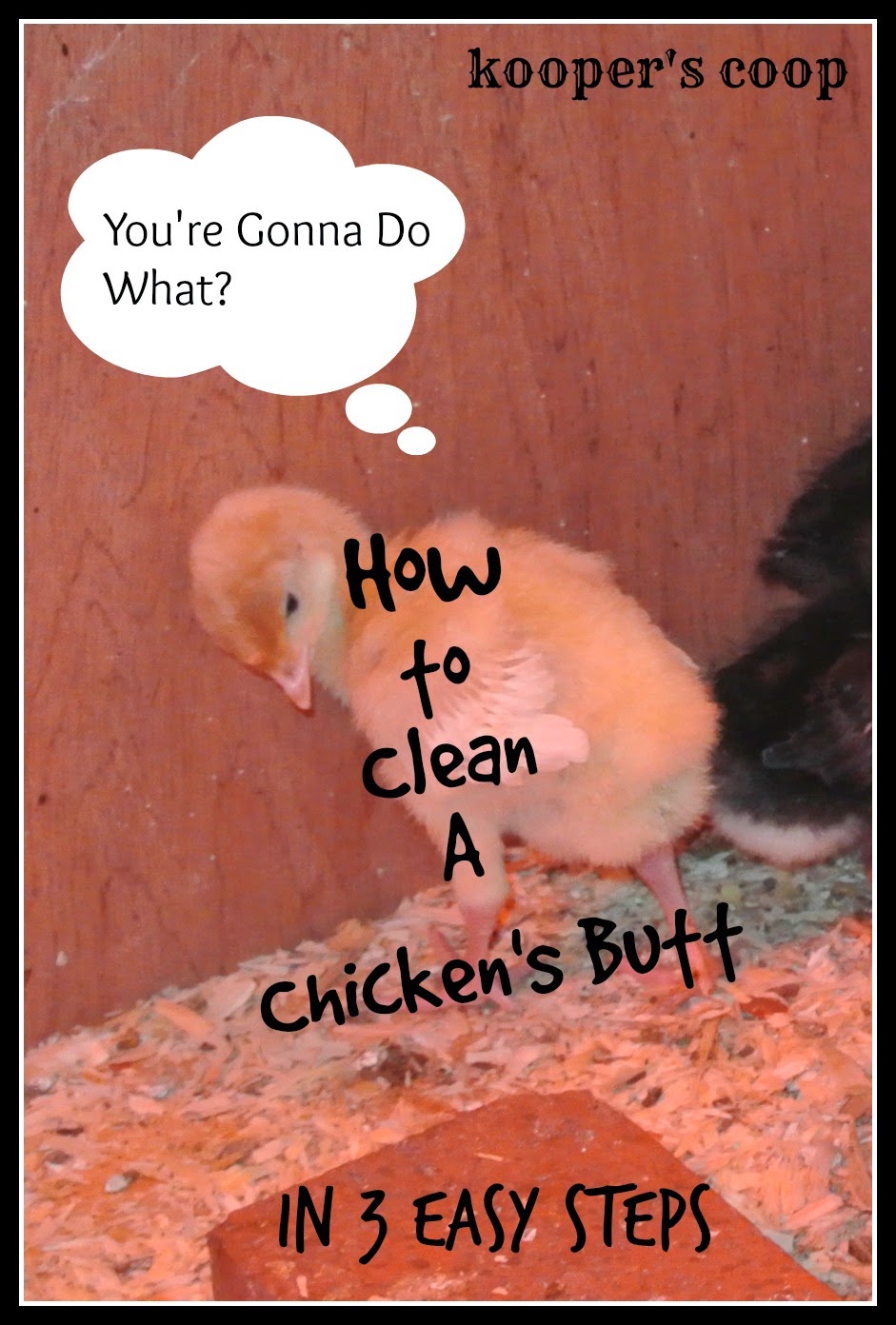 Kooper's Coop How to Clean A Chicken Butt