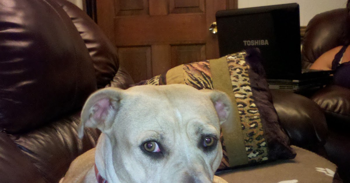 Hampton Roads Dogs For Adoption Many Shelters and Rescues NEED Fosters