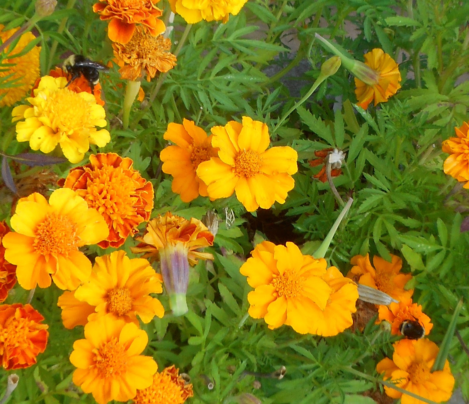 Bees on marigolds.