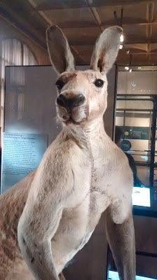 Vom Naturkundemuseum Berlin und Stoffmarkt Runzelfuesschen