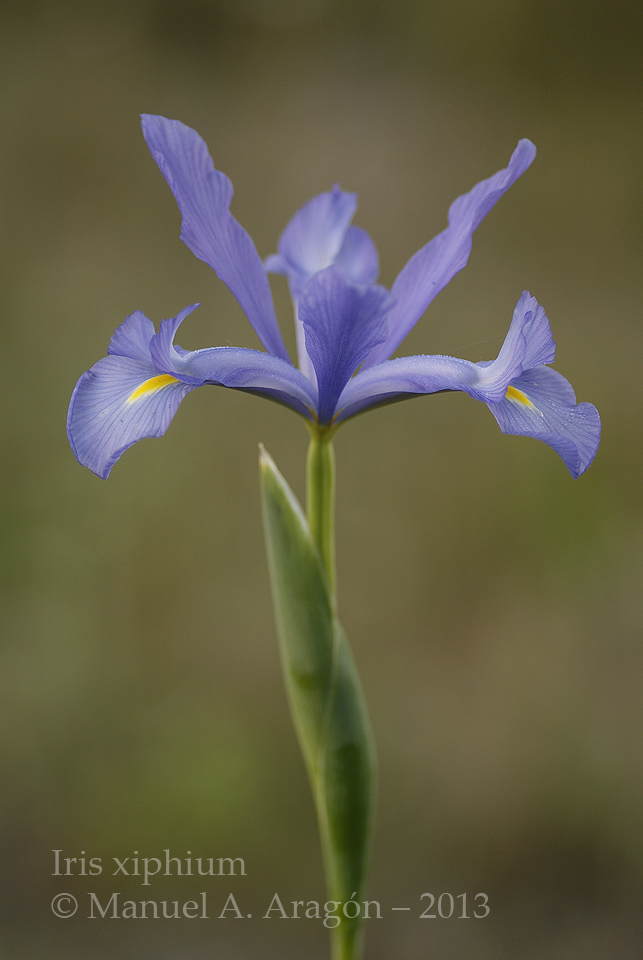 Flora silvestre chiclanera Iris xiphium