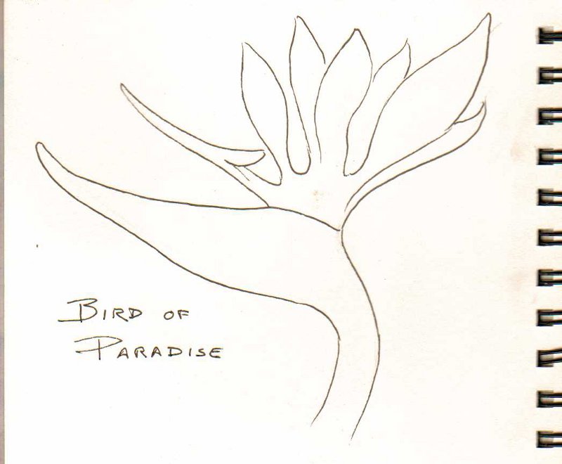 robs art lessons how to shade flower petals in watercolor paper bird of paradise flower