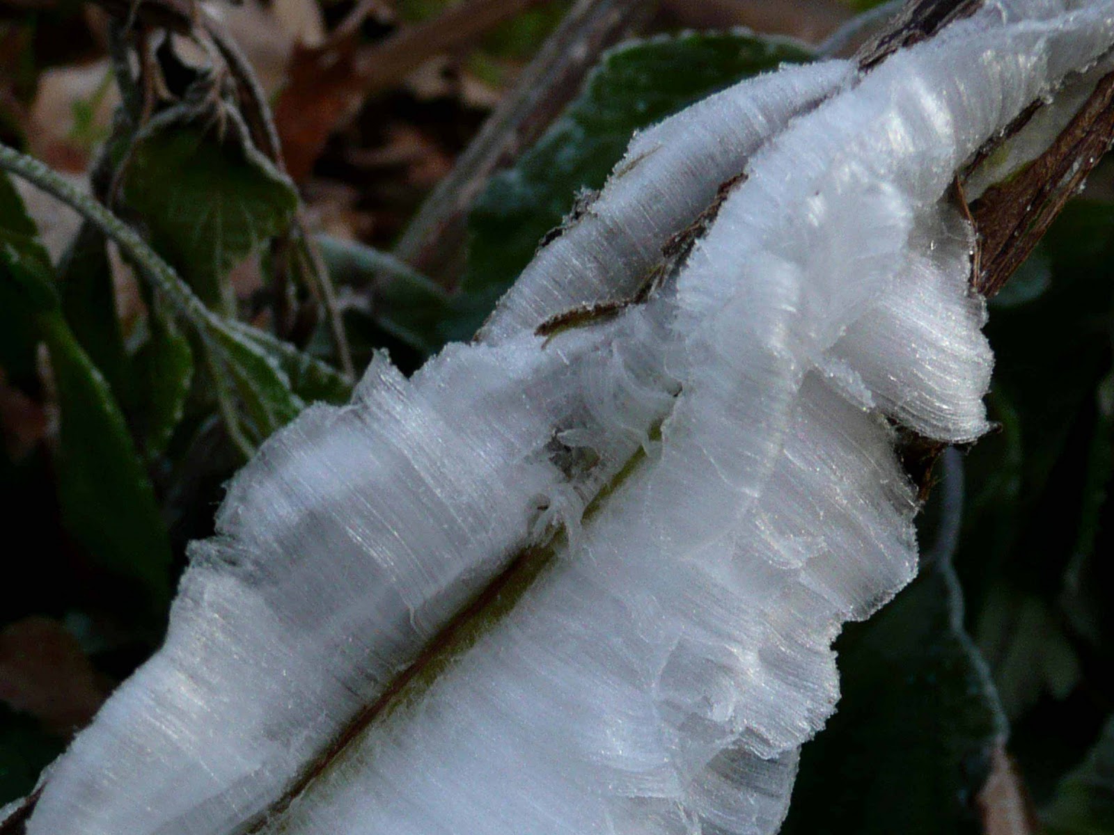 The Milkweed Patch Frost Flowers