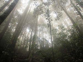 Hutan Berusia 298 Juta Tahun Ditemukan Utuh