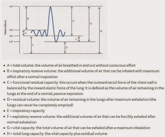 Adult Emergency Medicine Asthma Pathophysiology and Clinical Signs