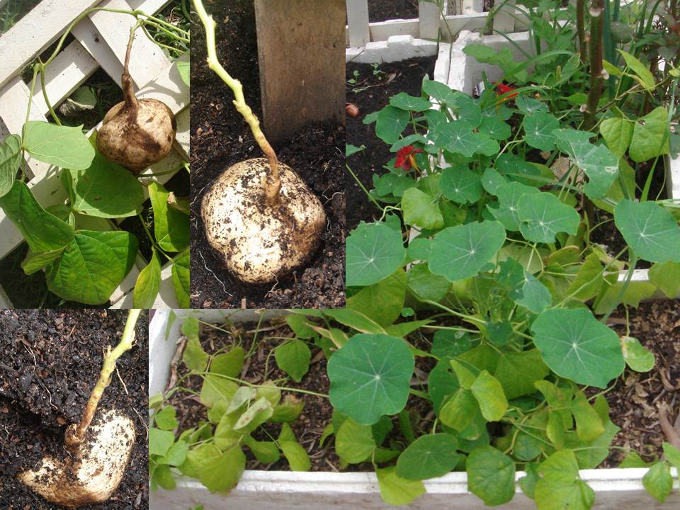 Kebun MalayKadazan girls First winter harvest and a jicama