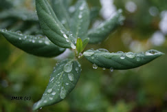 Naturaleza Jarandillana