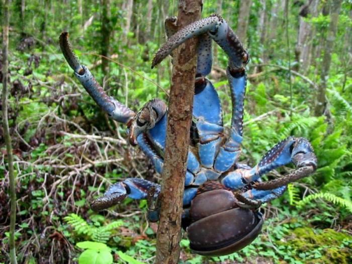 can eat coconut coconut crab can eat coconut coconut crab