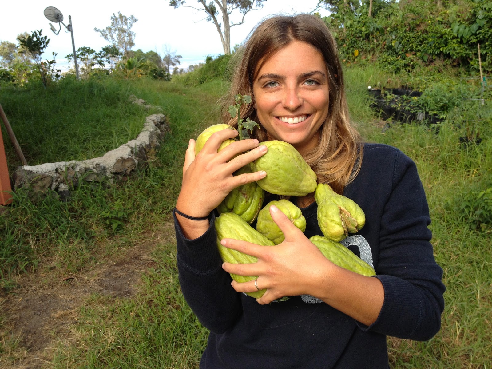 planting seeds. chayote squash