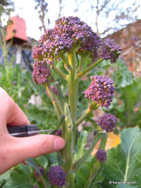 How to Harvest Purple Sprouting Broccoli