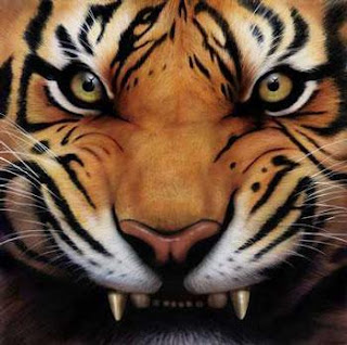 Angry Tiger HD Picture