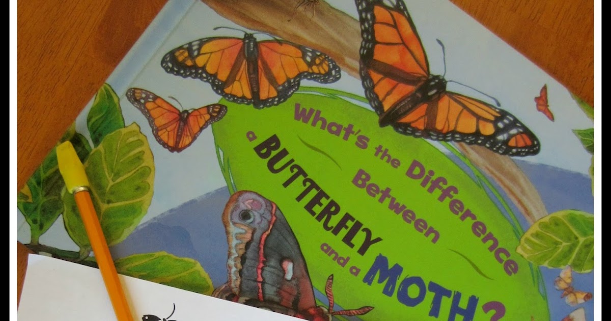 relentlessly fun deceptively educational moths and butterflies butterfly and moth venn diagram