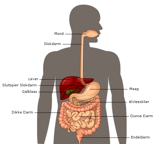 anatomie spijsverteringsstelsel