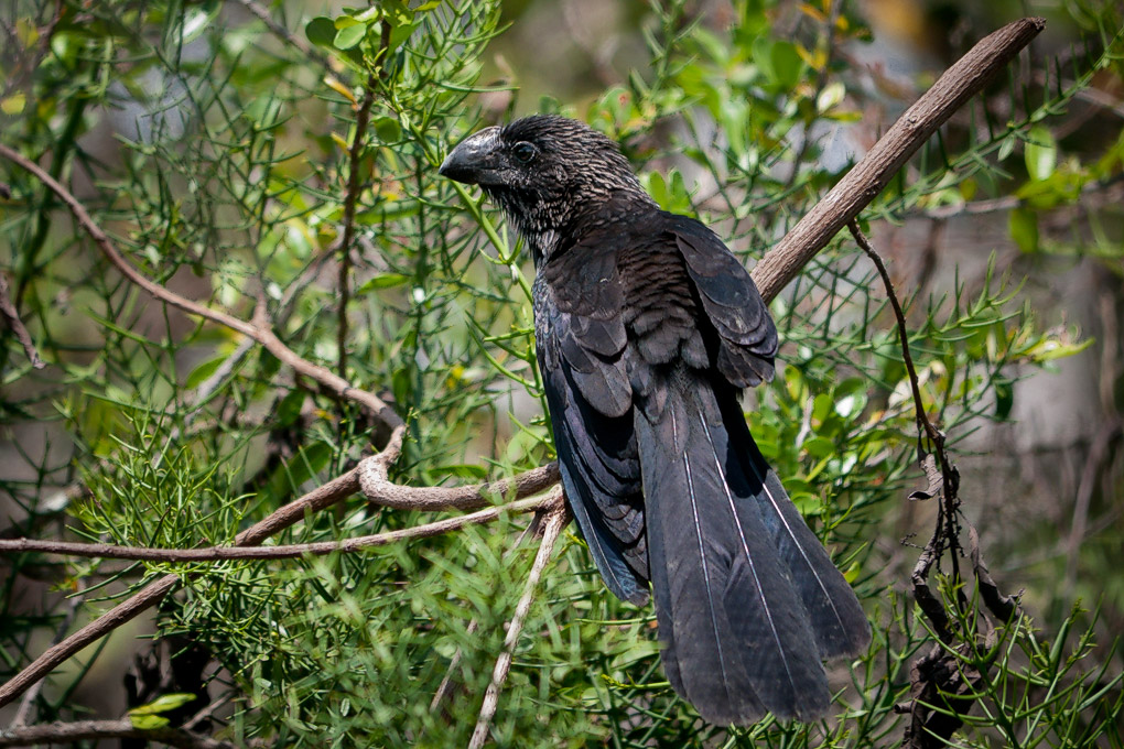 More wary than the endemic species
