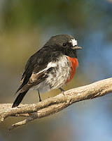 scarlet robin Petroica boodang