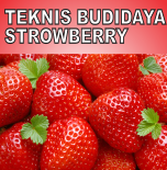 Teknis Budidaya Strowberry