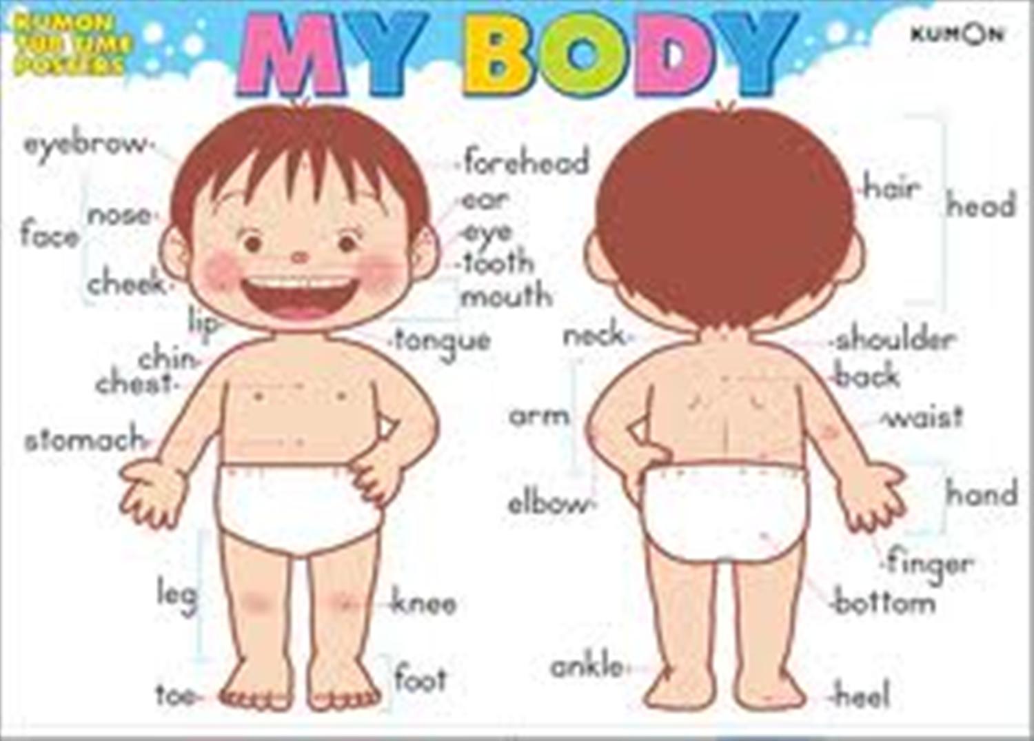 Body Idioms Exercises Pdf