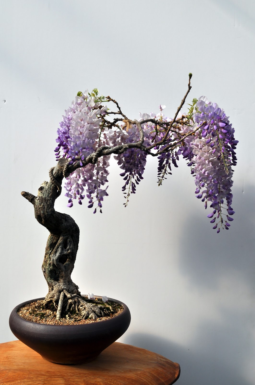 Nebraska Bonsai Society Japanese Wisteria