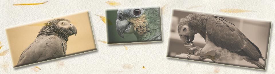 Οι Παπαγάλοι μου / My Parrots