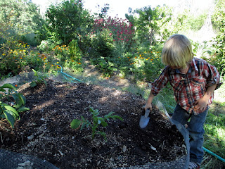 planting potatoes raised garden bed, planting potatoes