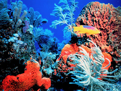 coral reef food web