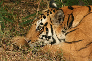 Melghat Wildlife Sanctuary