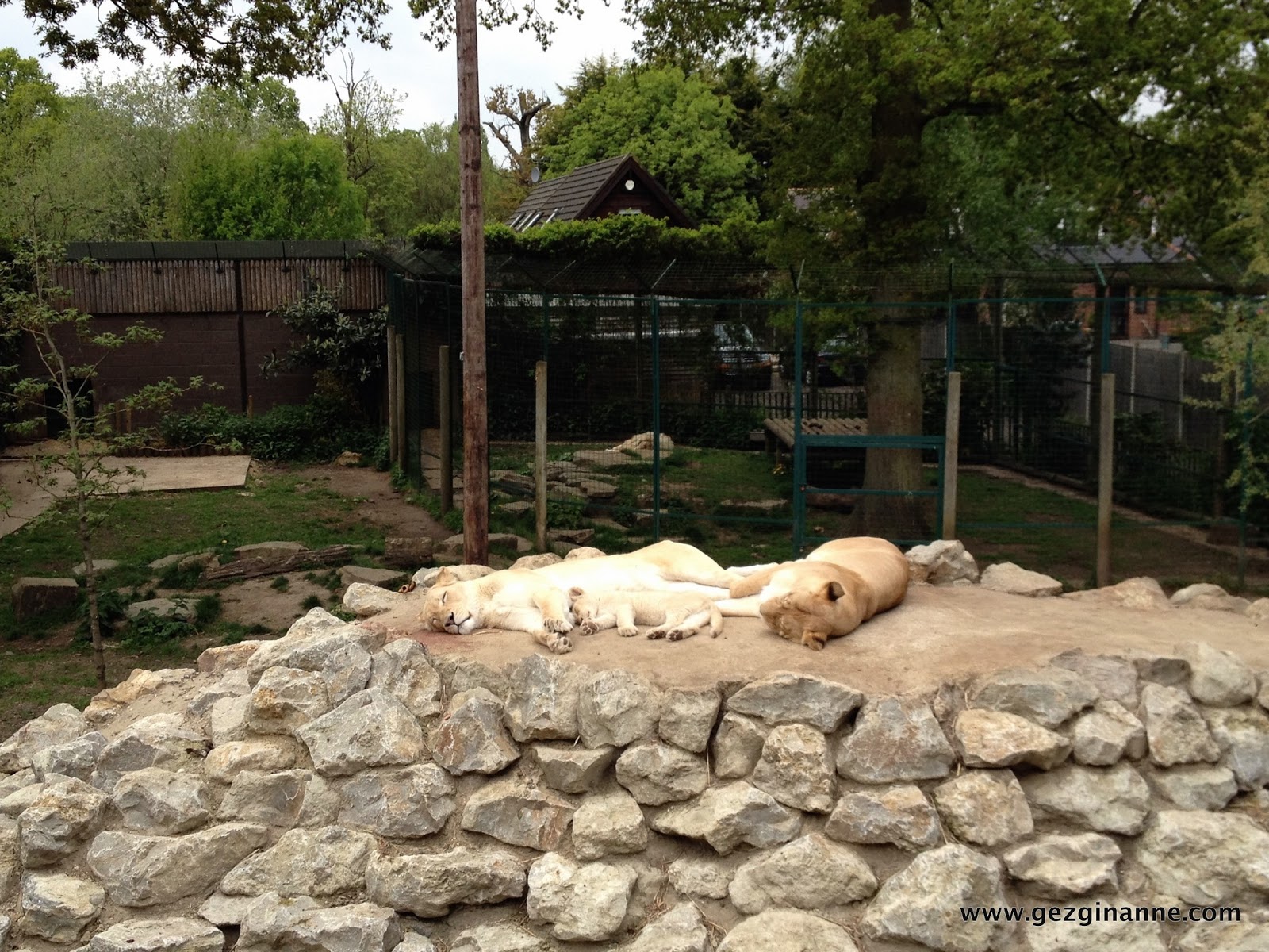 Gezgin Anne Paradise Wildlife Park Yani Çocuk