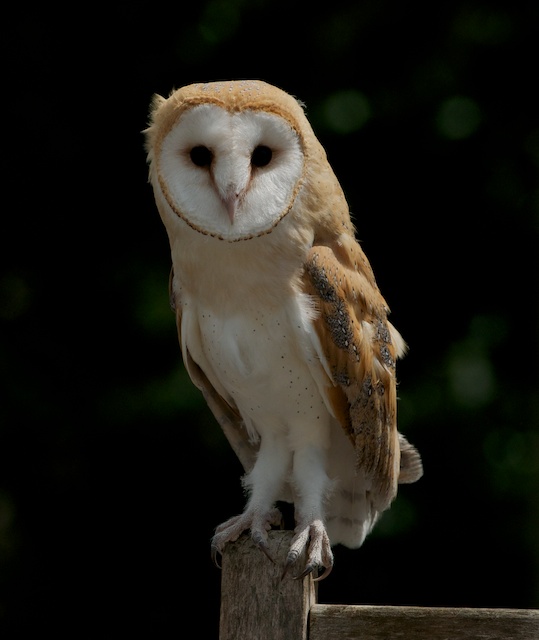 British Wildlife Centre ~ Keeper's Blog: Owl Update