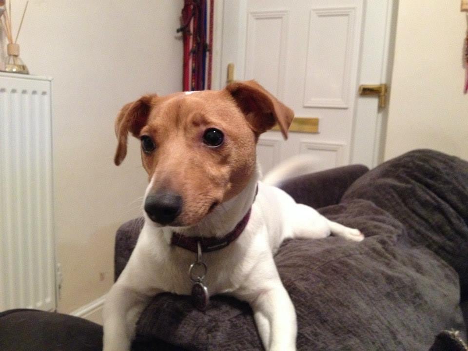 How Much Percent In The Uk Have Cats And Dogs How Much Percent In The Uk Have Cats And Dogs