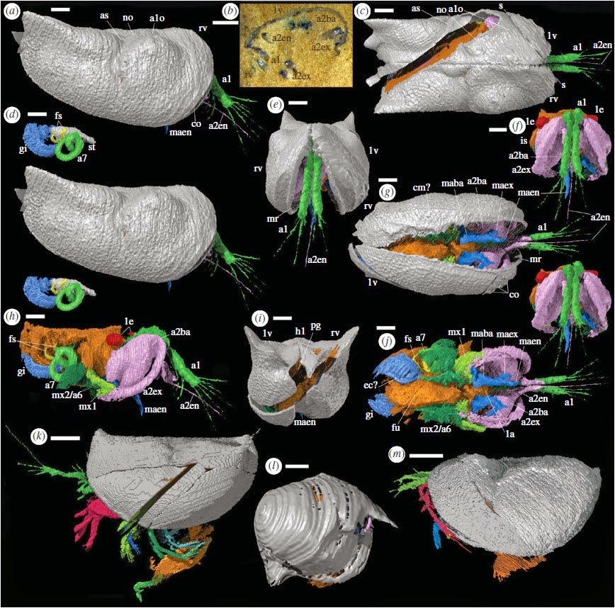 http://sciencythoughts.blogspot.co.uk/2014/04/three-dimensional-soft-tissue.html